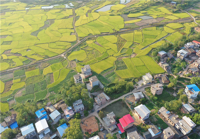 航拍湖南省永州市道縣白馬渡鎮樟武坊村的稻田景色。蔣克青攝