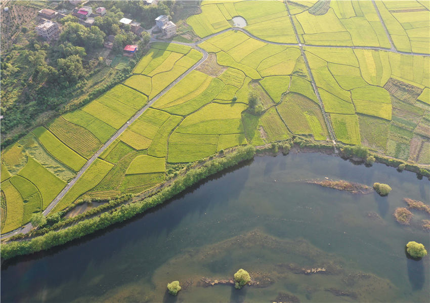 航拍湖南省永州市道縣白馬渡鎮樟武坊村的稻田景色。文雲攝