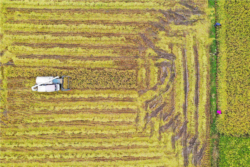 農機手駕駛農機在收割晚稻。鐘偉鋒攝