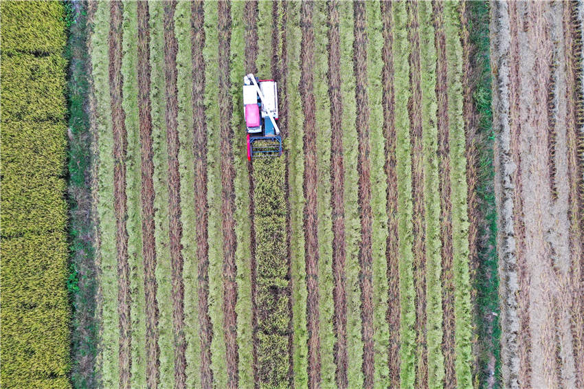 農機手駕駛農機在收割晚稻。鐘偉鋒攝