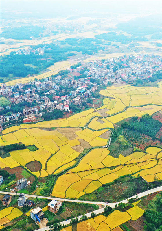 湖南省永州市藍山縣新圩鎮數萬畝晚稻進入豐收成熟期。黃春濤攝