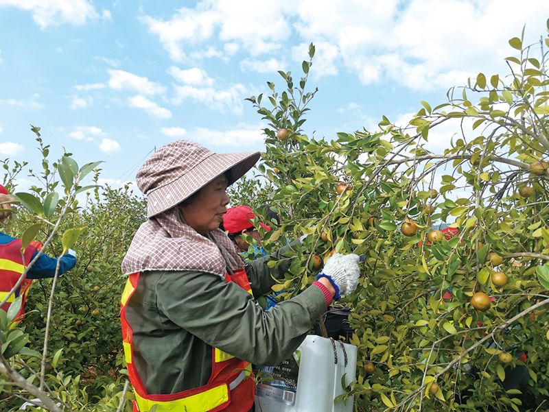 ���ʹ���Ͳ����������æ�Ų�ժ�Ͳ�����ܺ����㡣