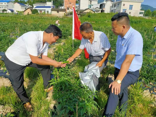 党员致富带头人易红科在辣椒种植基地进行技术指导。受访单位供图