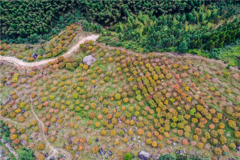 湘江大峽谷延綿數裡的上萬株楓樹紅滿山頭。彭華攝