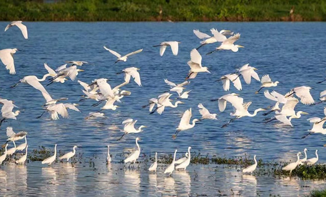 良好的生態環境吸引了許多鳥類前來棲息。周洋攝