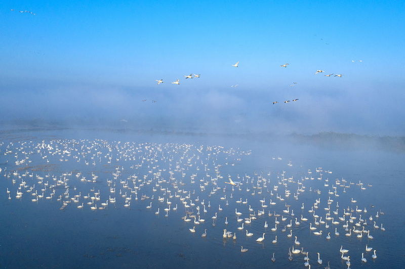 数千只天鹅成群结队追逐嬉戏、振翅飞翔。周洋摄