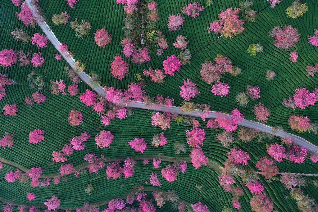 12月17日拍攝的雲南省南澗縣無量山櫻花谷內盛開的冬櫻（無人機照片）。