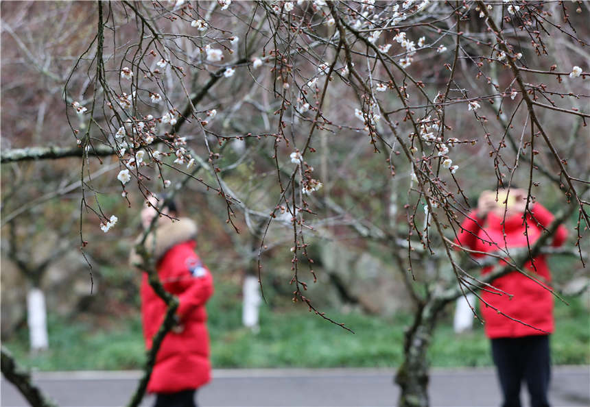 1月5日，游人在湖南張家界核心景區武陵源黃石寨欣賞梅花。吳勇兵攝