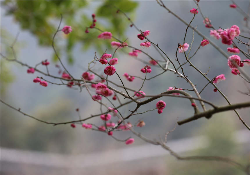 1月5日，在湖南張家界核心景區武陵源黃石寨拍攝梅花。吳勇兵攝
