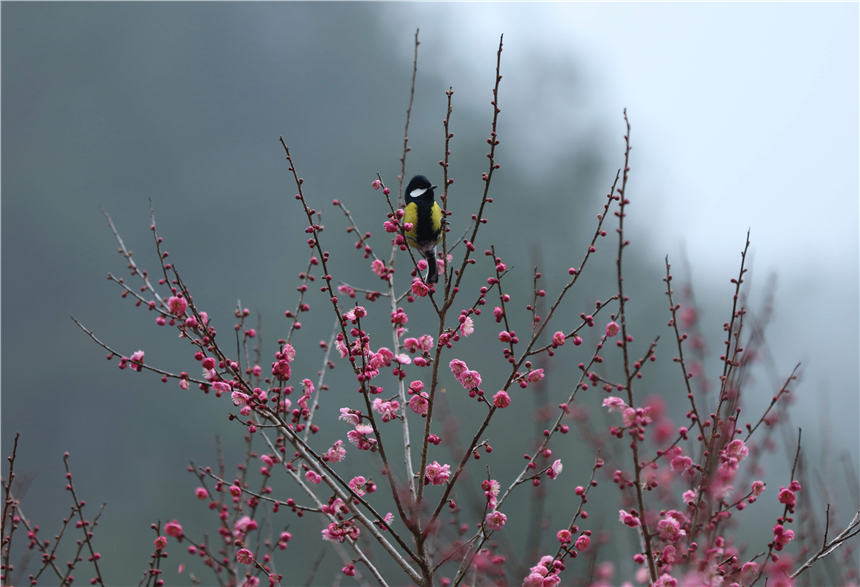 1月20日，在湖南張家界景區黃石寨梅園，小鳥在梅花枝頭停歇。吳勇兵攝