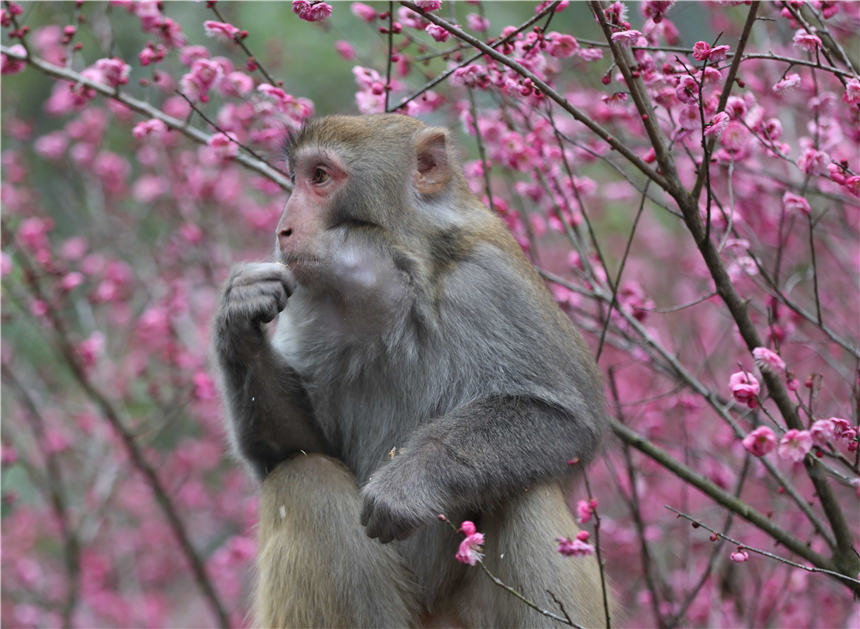 1月20日，在湖南張家界景區黃石寨梅園，獼猴在歇息。吳勇兵攝