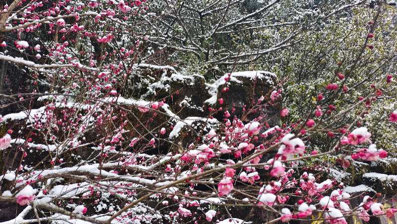 春節前夕，湖南張家界景區瑞雪降臨。吳勇兵攝