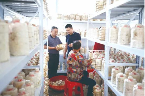 長沙市隆隆食用菌專業合作社雲芝培育室。資料圖片