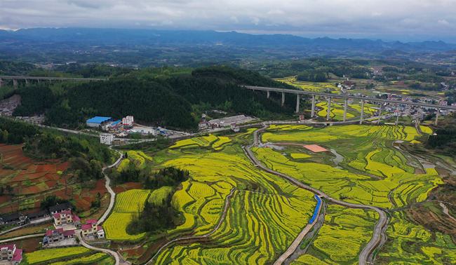 田野裡，一片春意盎然。龍恩澤攝
