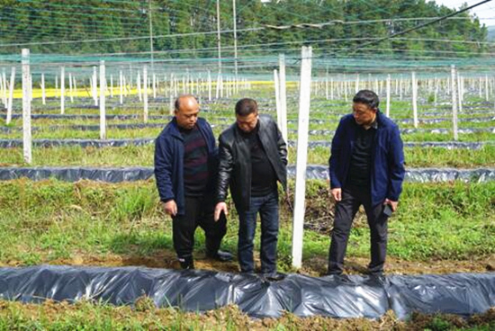 湖南华诚生物公司技术专家在紫霞村罗汉果基地指导春耕备苗。受访单位供图