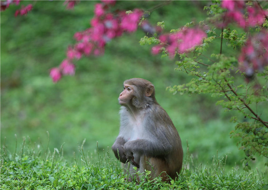 湖南張家界景區的野生獼猴。吳勇兵攝