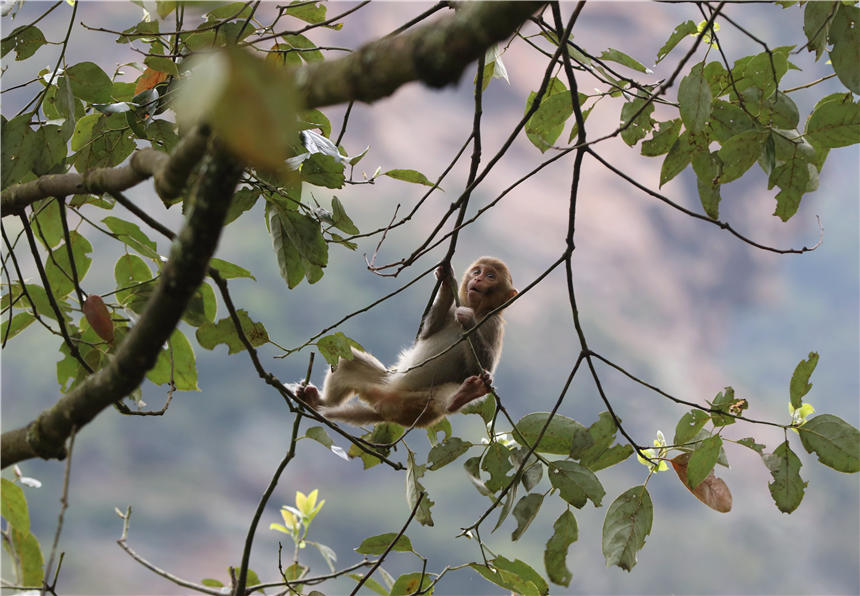湖南张家界景区的野生猕猴。吴勇兵摄