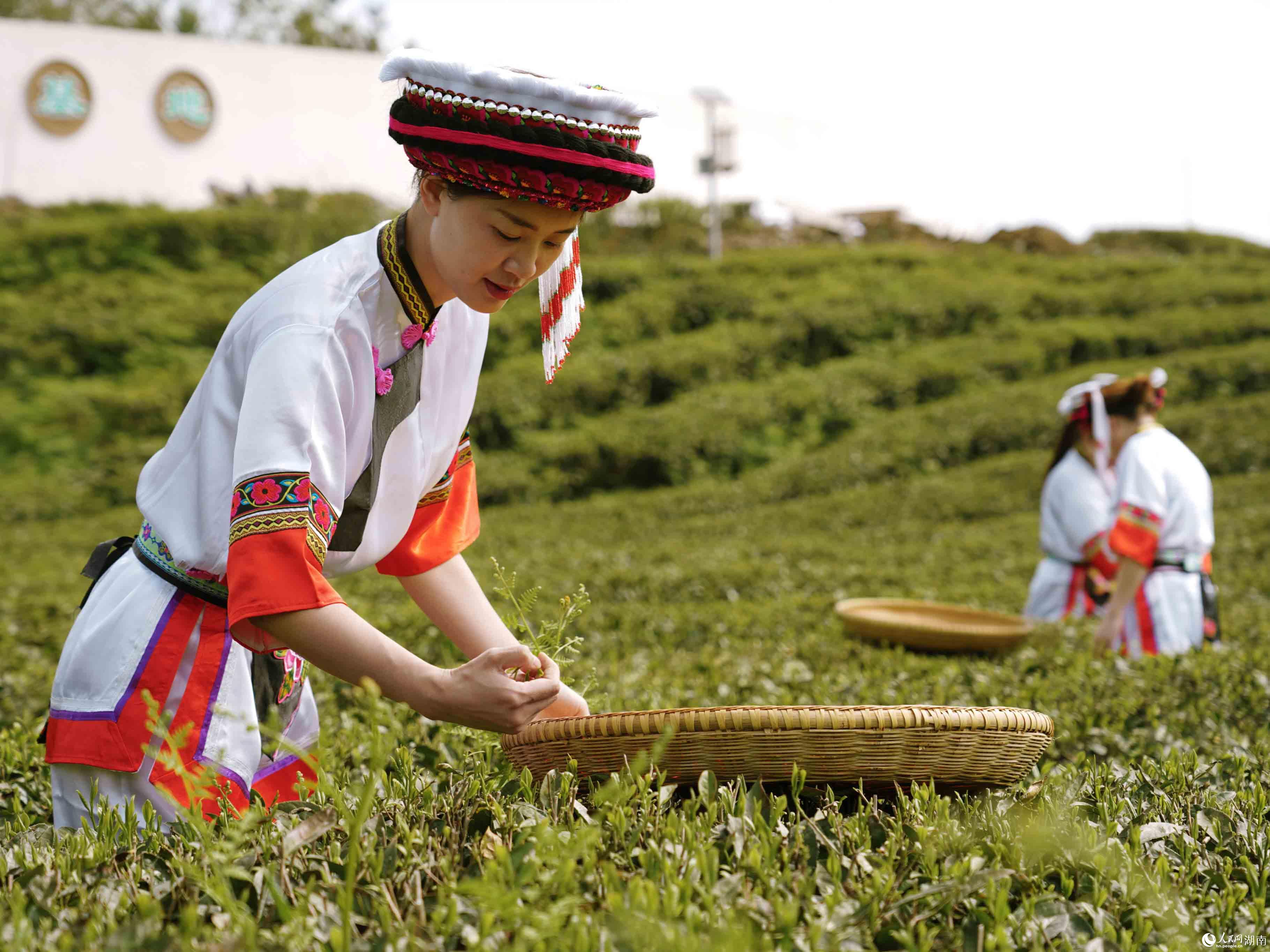 白族姑娘在雲上茶園桑植白茶銀杏塔基地採摘白茶。向宇攝