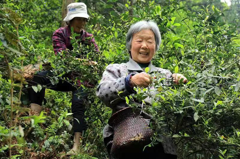村民正在采摘野生春茶。供稿单位供图