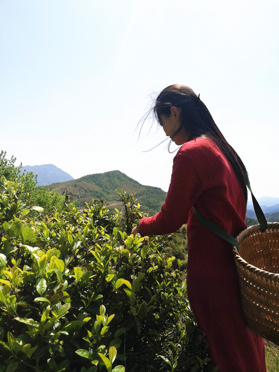 當地村民在進行茶葉採摘。受訪單位供圖