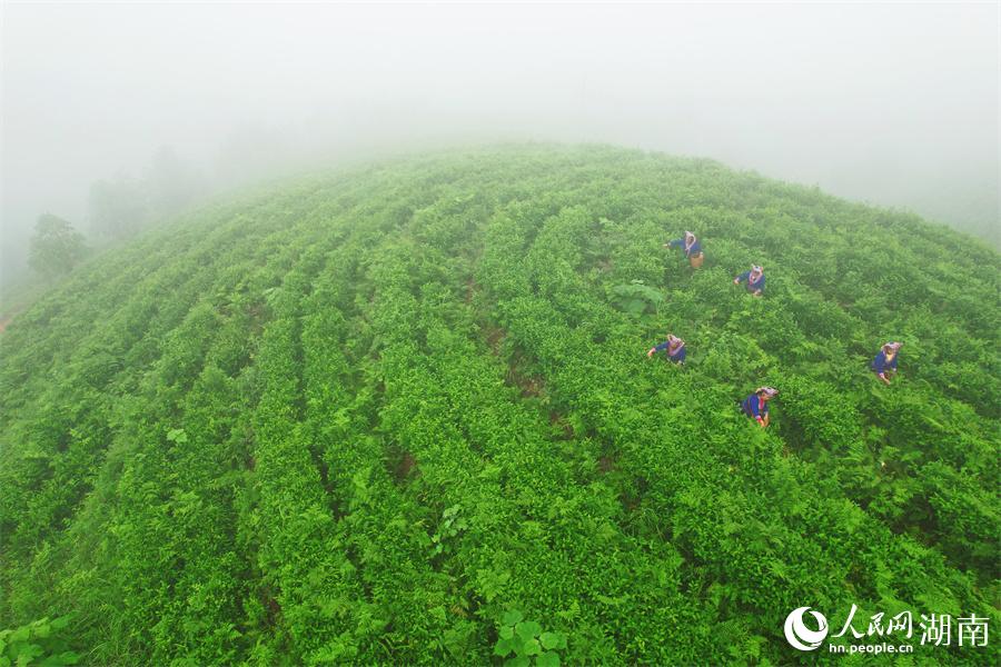 茶農在布滿雲霧的茶園裡採茶。李芳森攝