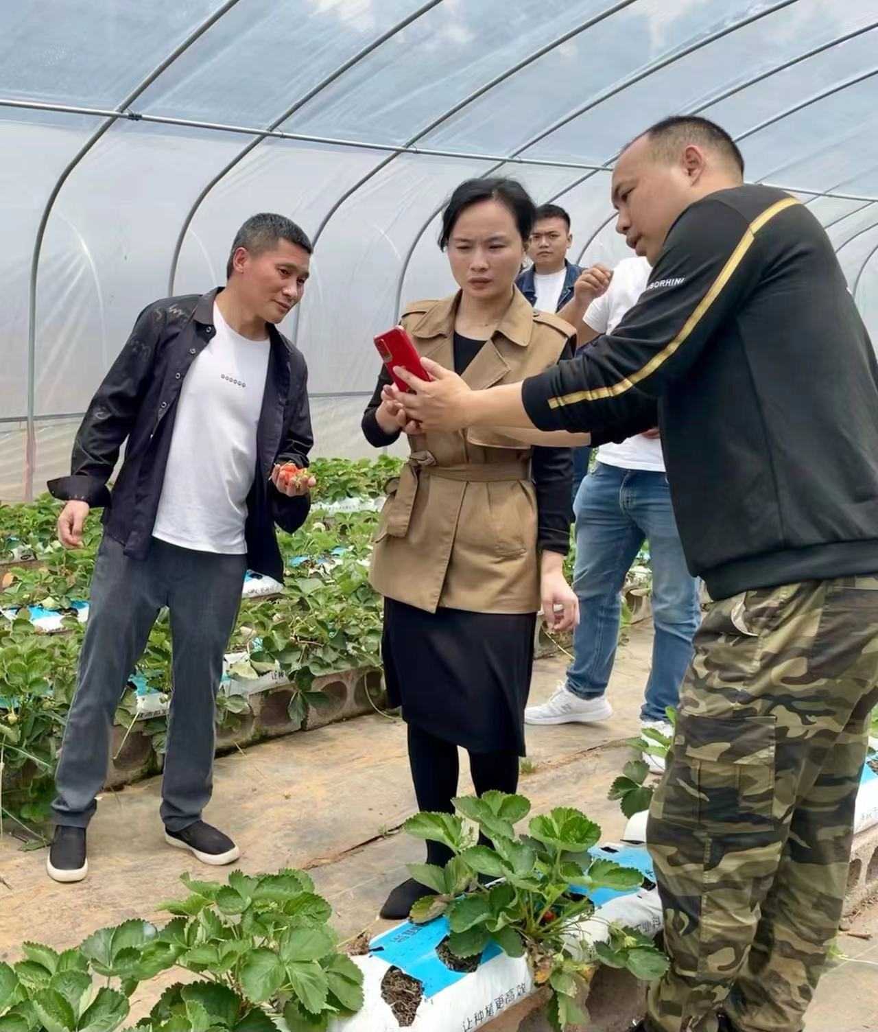 蒋兆霖向叶萍介绍通过手机智能管理无土栽培的草莓。单位供图