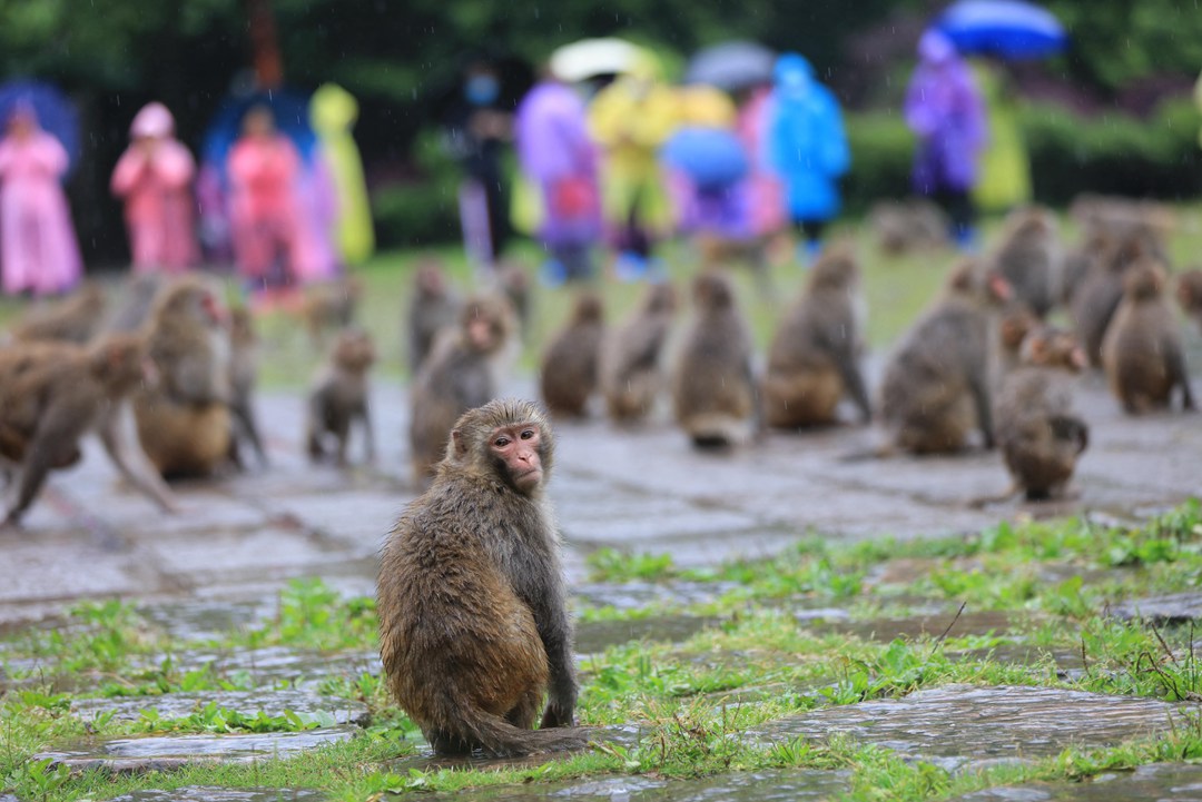 雨中的湖南張家界武陵源景區，成群結隊的獼猴來到游人中。吳勇兵攝