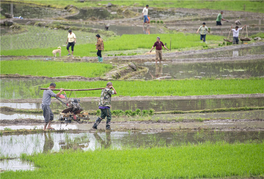 湖南省永州市道县清塘镇小塘村，农民在中稻田里劳作。蒋克青摄