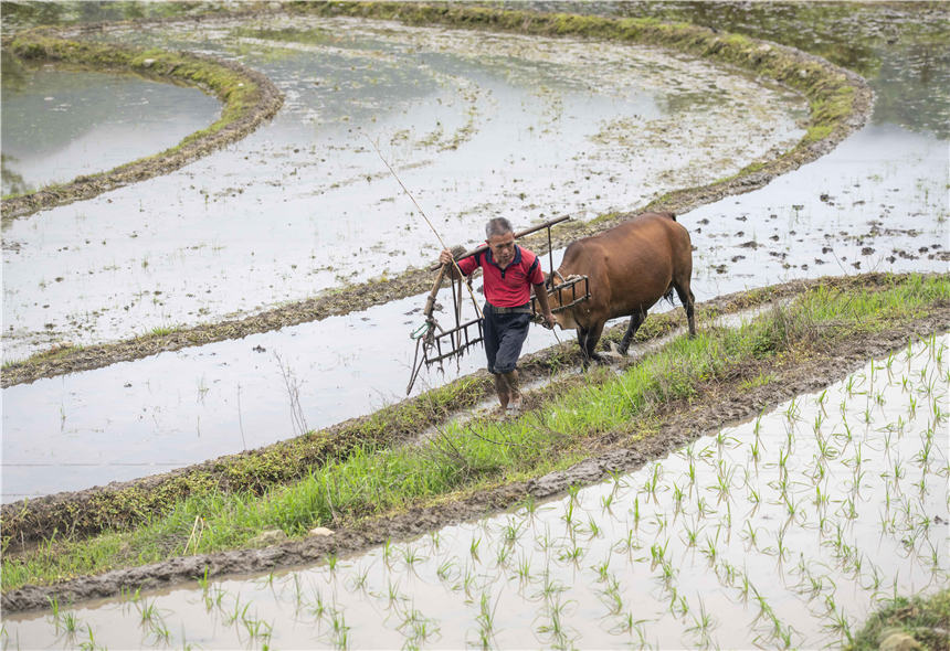 湖南省永州市道县清塘镇小塘村，农民牵着牛走在田间。蒋克青摄