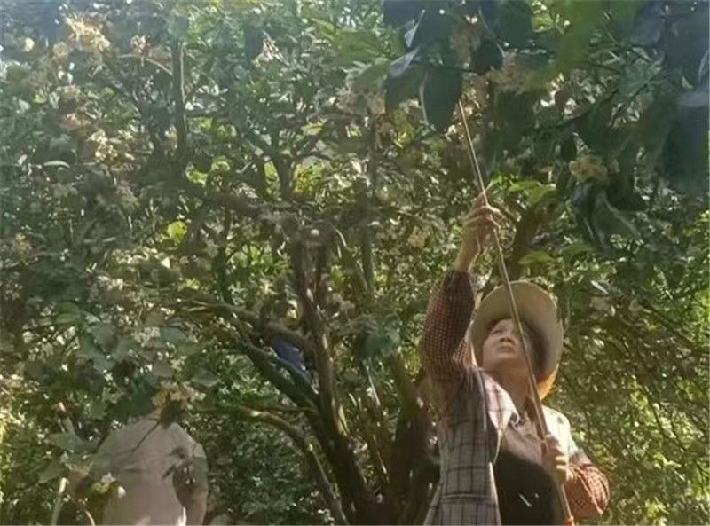 村民在打理香柚树。受访单位供图