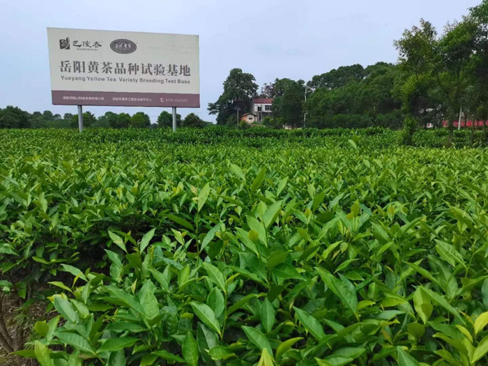 岳陽黃茶品種實驗基地。受訪單位供圖