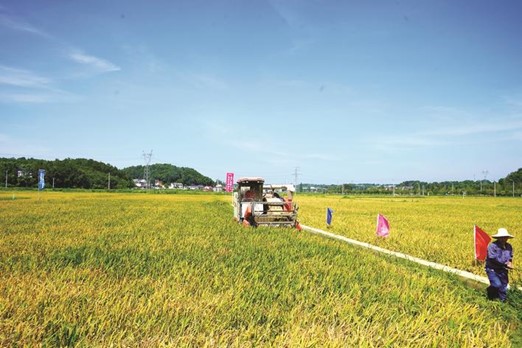 在长沙县春华镇“四高”综合试验示范区，收割机正在田间作业。刘鑫宇摄