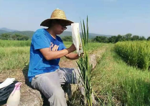 陈小龙正在田间忙碌。受访单位供图