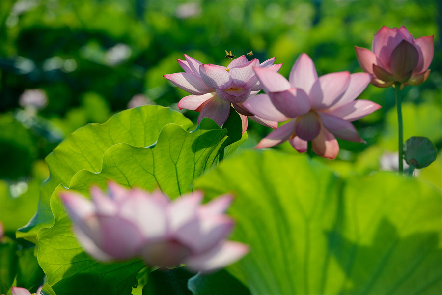 荷花绽放，扮靓美丽乡村。肖亚辉摄