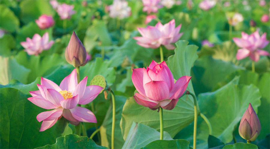 荷花绽放，扮靓美丽乡村。肖亚辉摄