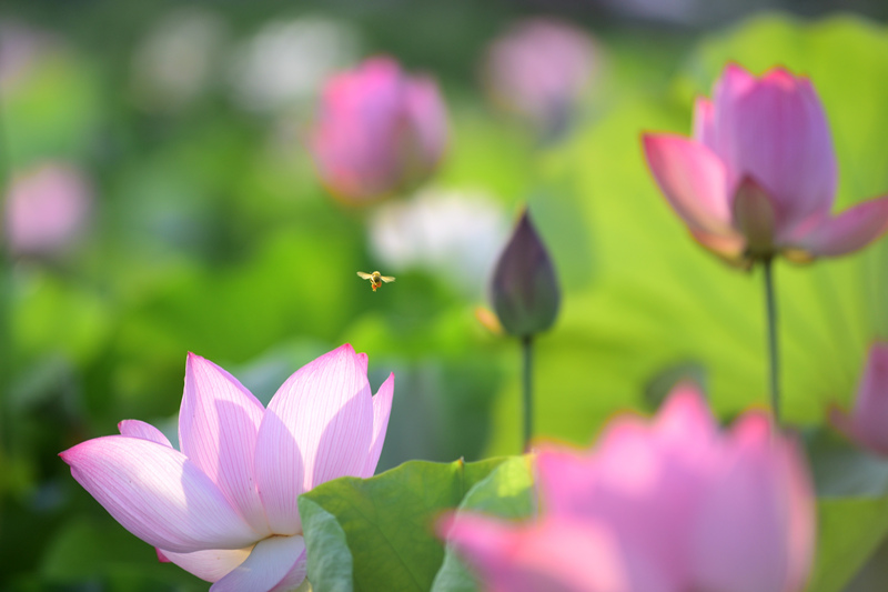 湖南省双峰县锁石镇芙蓉村，荷花在阳光下分外娇艳。李建新摄