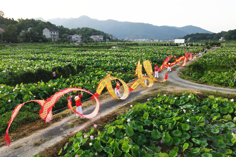湖南省双峰县锁石镇芙蓉村，人们在荷花中舞龙。李建新摄