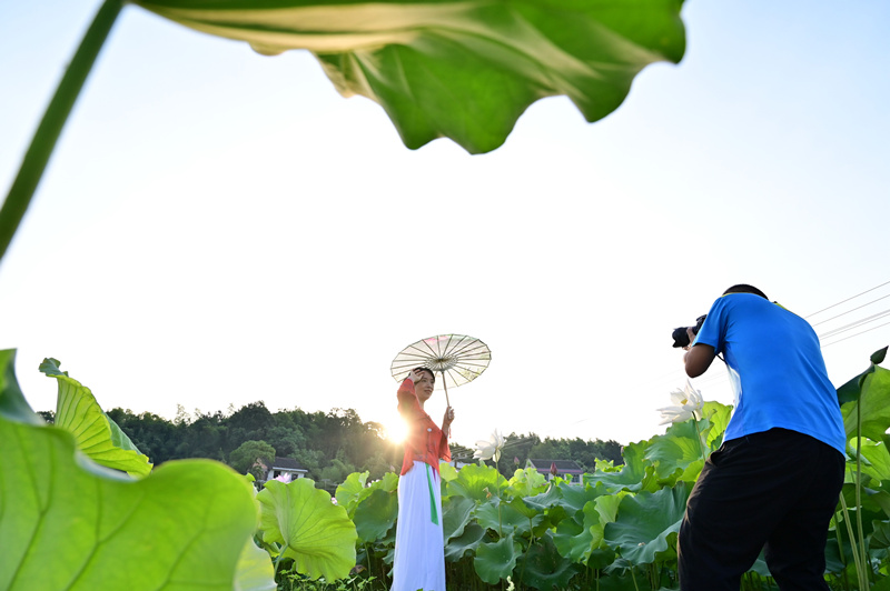 湖南省双峰县锁石镇芙蓉村，游客在荷花基地拍照游玩。李建新摄