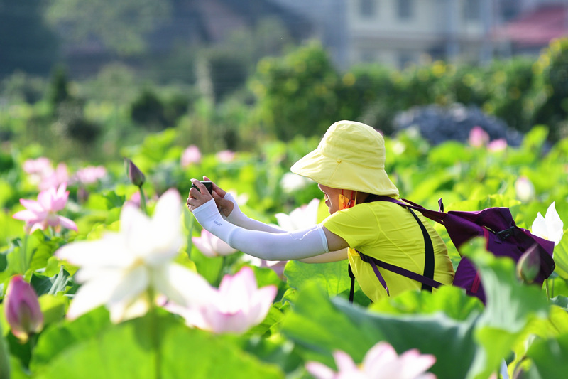 湖南省双峰县锁石镇芙蓉村，游客在荷花基地拍照游玩。李建新摄