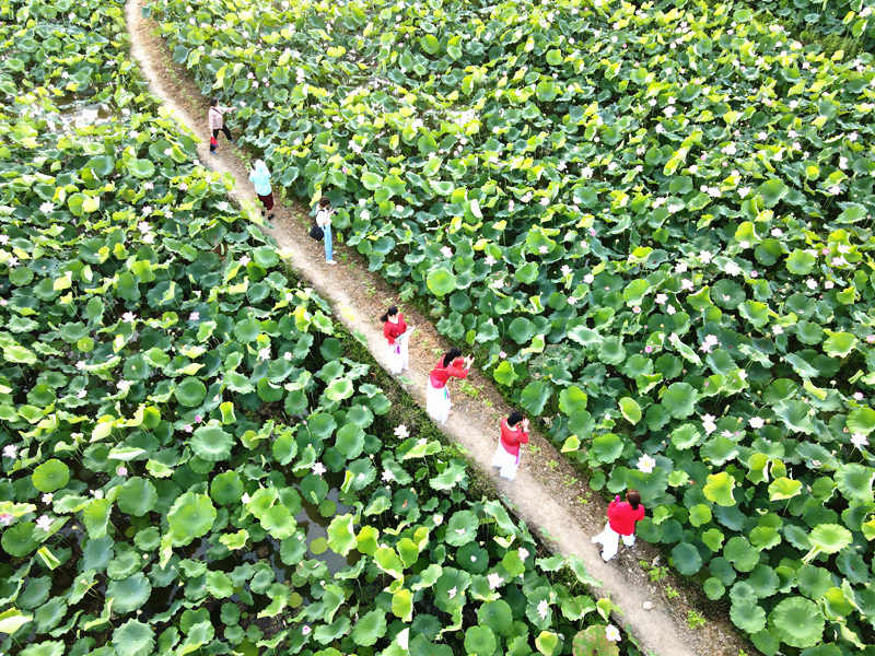 湖南省双峰县锁石镇芙蓉村，游客在荷花基地游玩。李建新摄