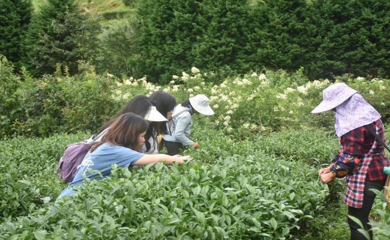 实践团在茶园学习采茶。阳飘飘摄