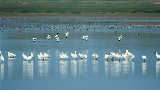 湘陰橫嶺湖省級自然保護區百鳥翔集。郭雨滴 攝