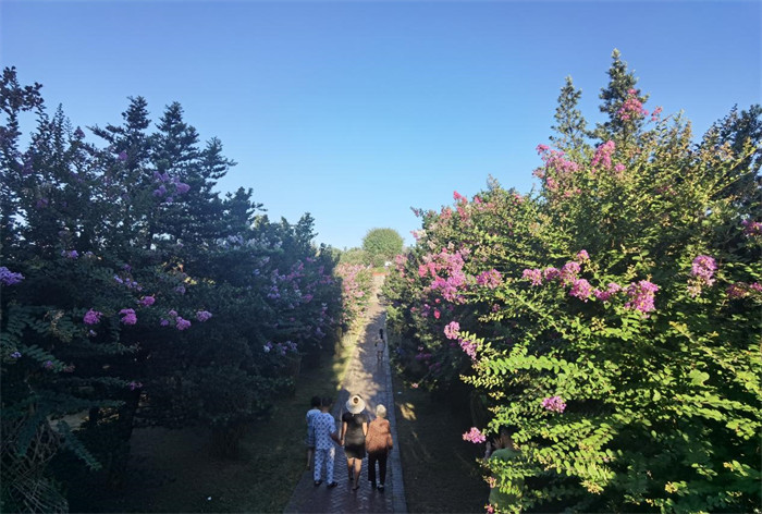 游人在花林近距離觀賞紫薇。單位供圖