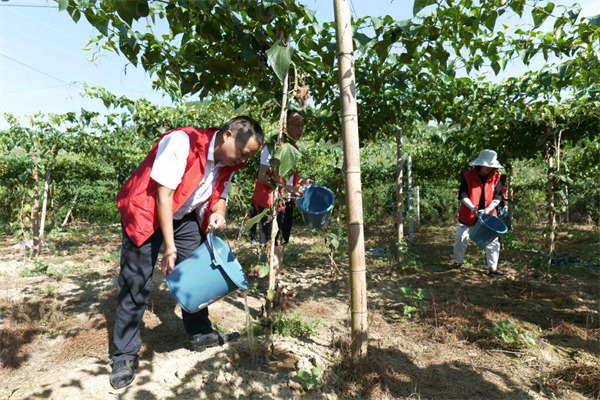 千工坪党员志愿者们深入田间地头为产业浇水灌溉。单位供图