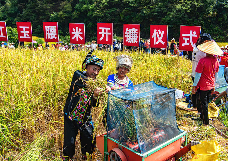 当地侗民喜收稻谷。田文国摄