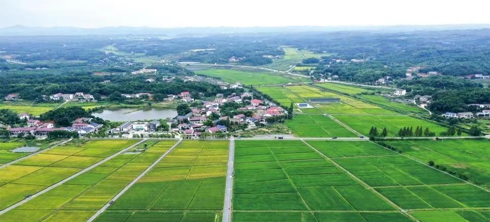 得益于高标准农田建设和建后管护工作，长沙县“旱涝保收”系数大大提高，长沙县供图。