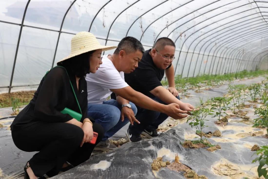 省科技特派员在蔬菜基地现场查看蔬菜长势（单位供图）