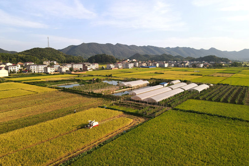 农民驾驶收割机收割稻谷。刘伟平摄