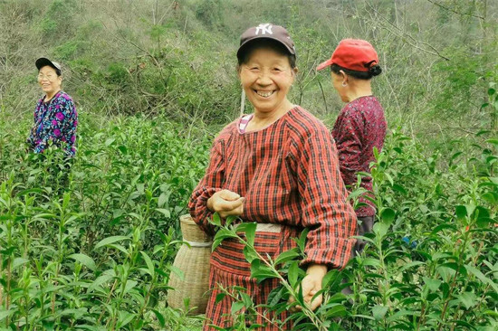 村民在茶园采茶。企业供图