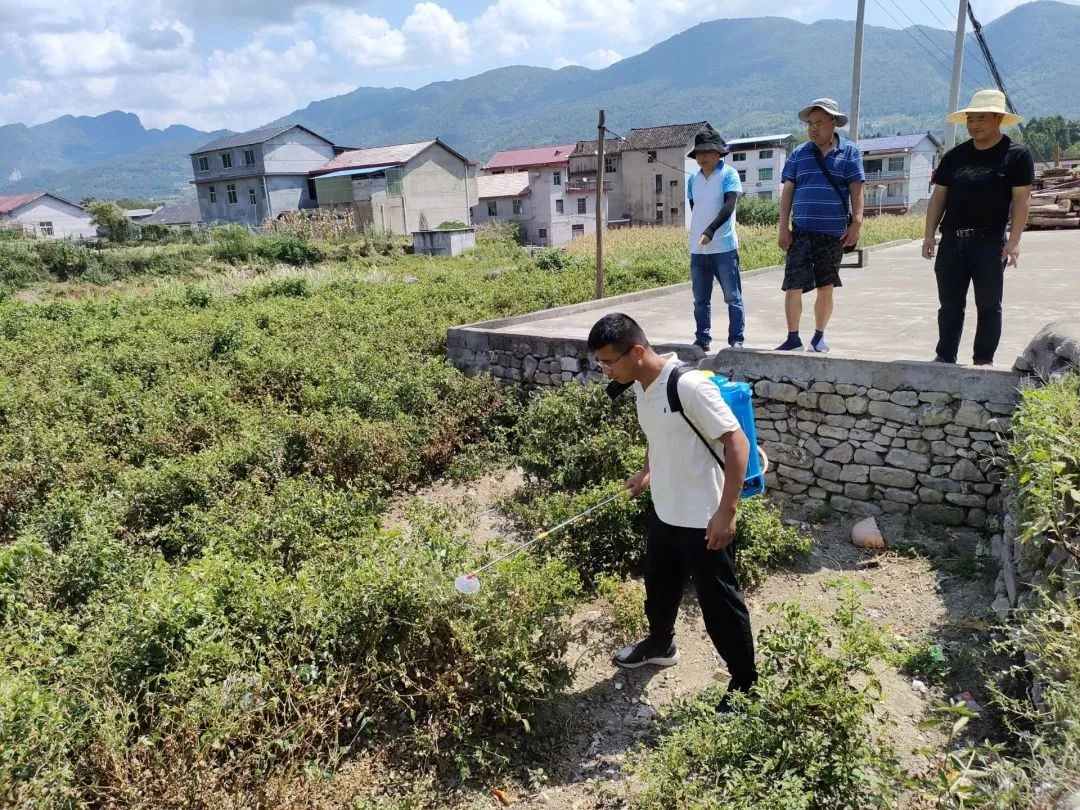 技术人员在三家馆乡、茅岩河镇莓茶园开展天然生物激活剂抗旱保株实验。解雯惠 摄
